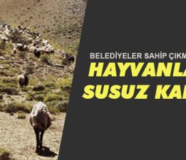 HAYVANLAR SUSUZ KALDI!