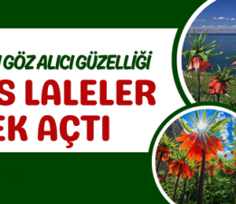 GEVAŞ’IN GÖZ ALICI GÜZELLİĞİ: TERS LALELER ÇİÇEK AÇTI