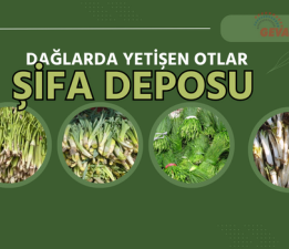 Dağlarda yetişen otlar şifa deposu