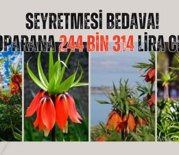 SEYRETMESİ BEDAVA! KOPARANA 244 BİN 314 LİRA CEZA
