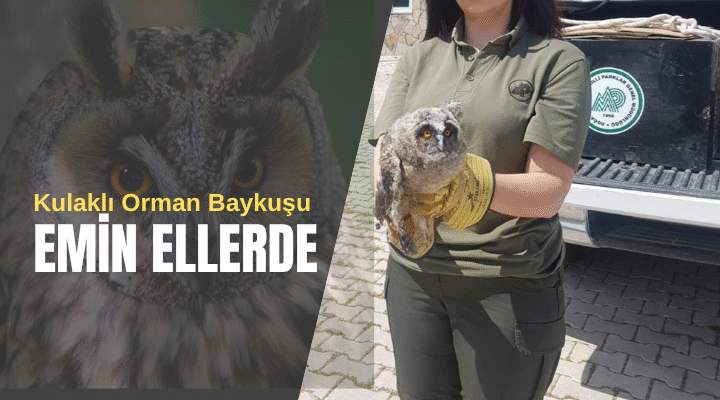 Kulaklı orman baykuşu emin ellerde