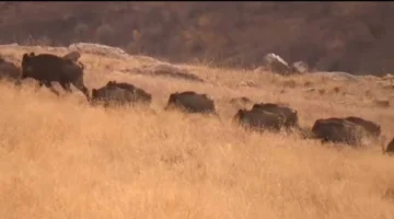 Gevaş’ta  domuz sürüsü yerleşim alanlarına indi!