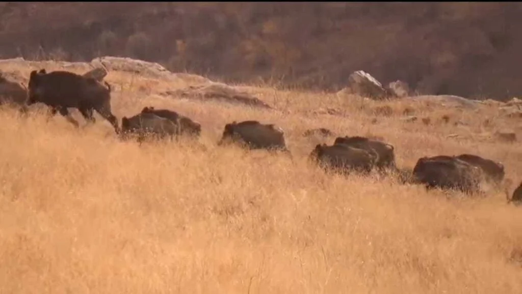 Gevaş’ta  domuz sürüsü yerleşim alanlarına indi!
