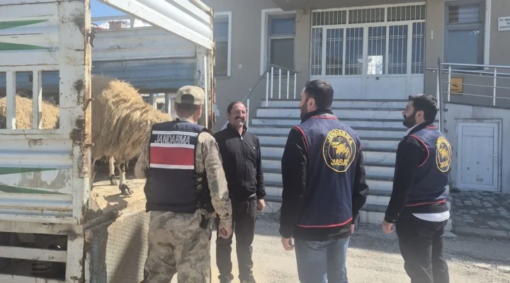 Gevaş’ta çalınan kurbanlıkları jandarma buldu